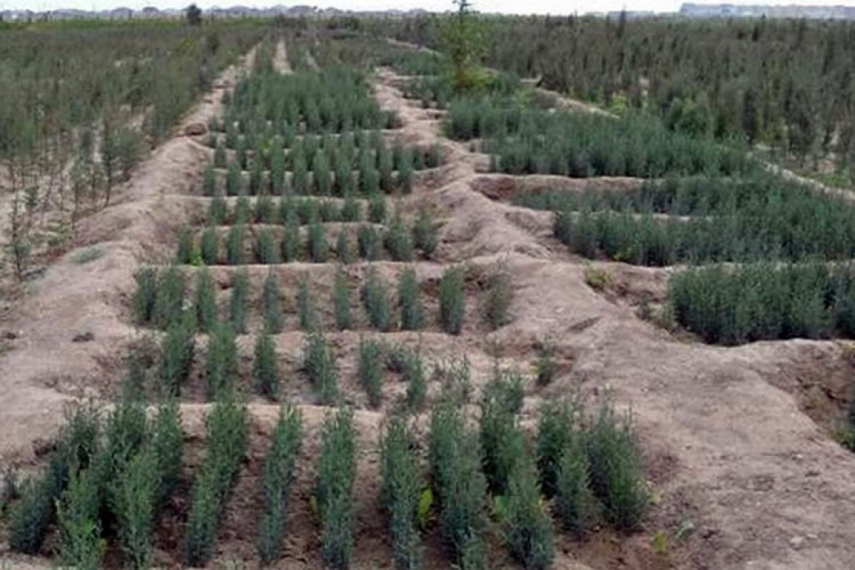 В День памяти в 76 городах и районах Азербайджана посажено в целом 58 109 деревьев