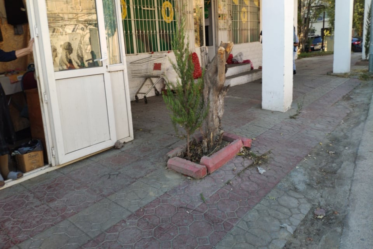 Они пришли и нашли «решение»: «надругались» над деревьями в Баку – НЕОЖИДАННЫЙ ПОВОРОТ  -ФОТО 