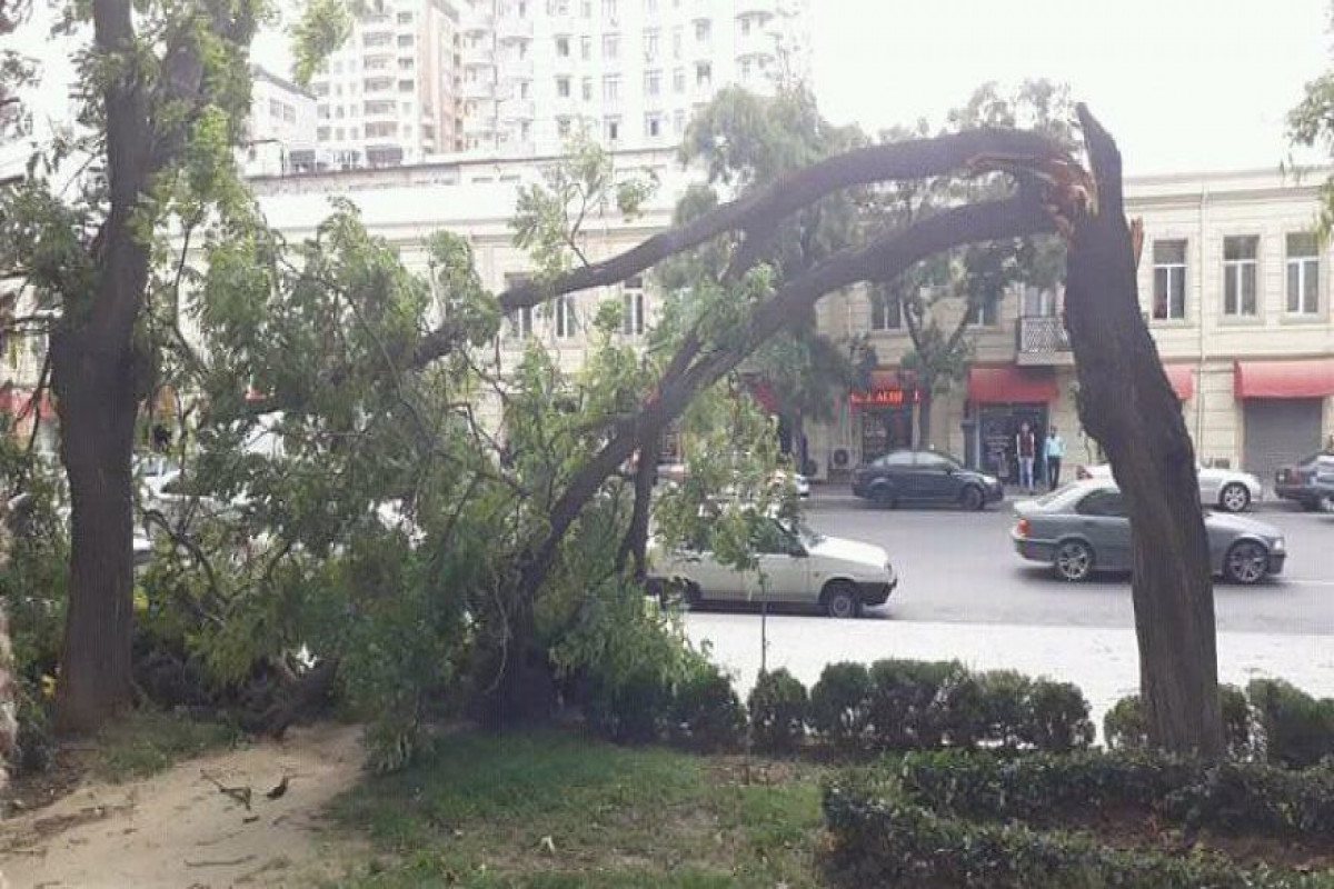 В Баку еще одна женщина получила травму из-за сильного ветра - ОБНОВЛЕНО  - ВИДЕО 