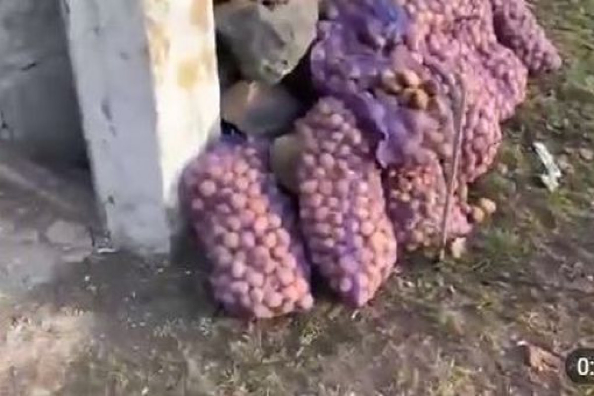 Россияне заминировали картошку при побеге-ВИДЕО 
