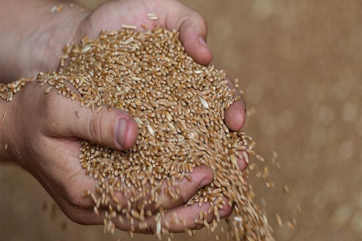 Испытание зерном: Как Азербайджану избежать кризиса? – НАША АНАЛИТИКА  