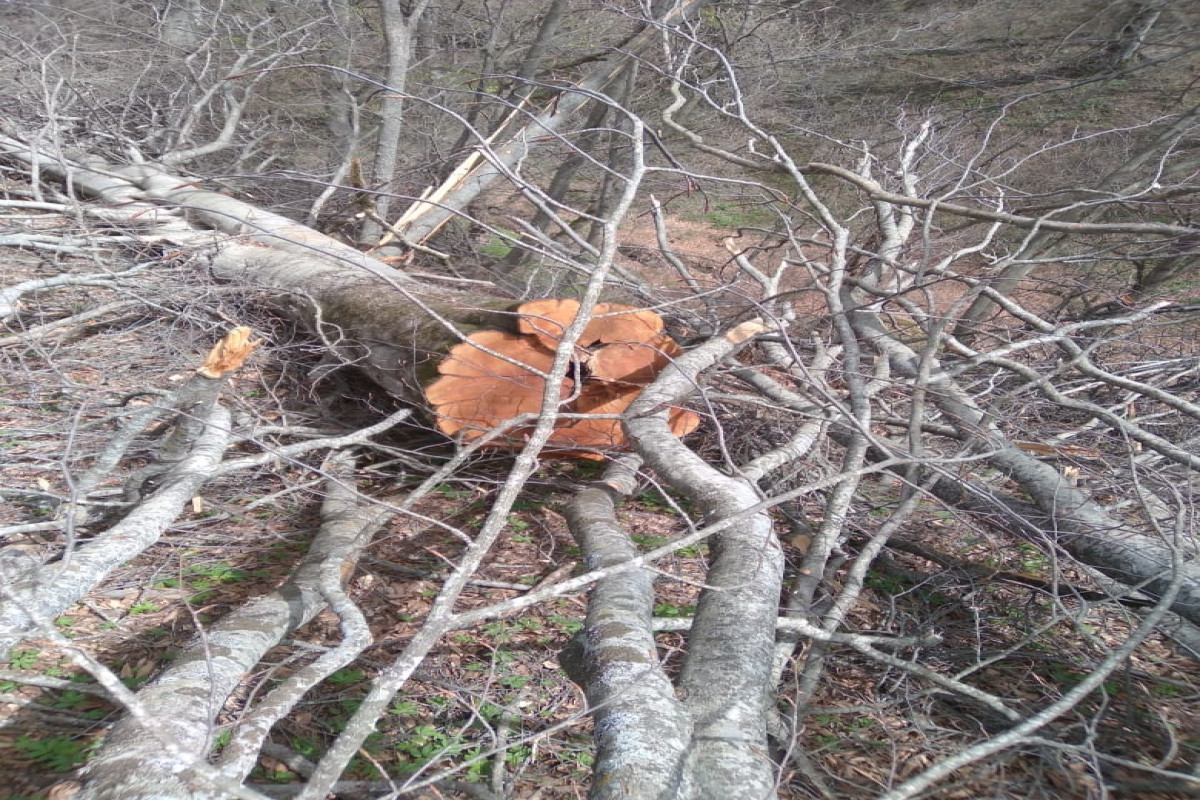 Незаконная вырубка леса в Ярдымлинском районе Азербайджана - ФОТОФАКТ 