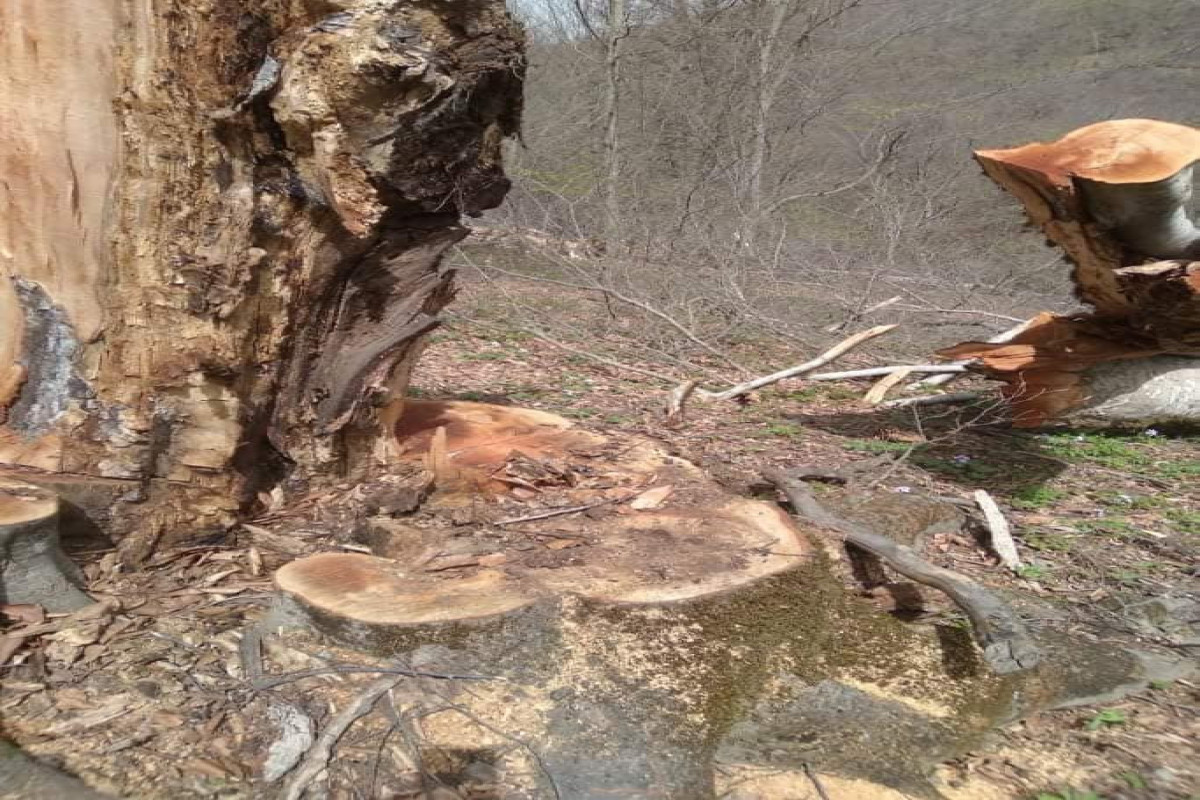 Незаконная вырубка леса в Ярдымлинском районе Азербайджана - ФОТОФАКТ 
