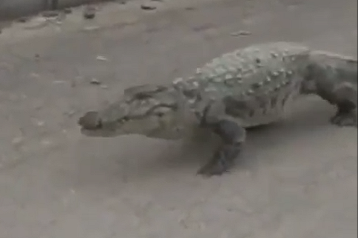 В Иране замечен гуляющий по дороге крокодил-ВИДЕО 