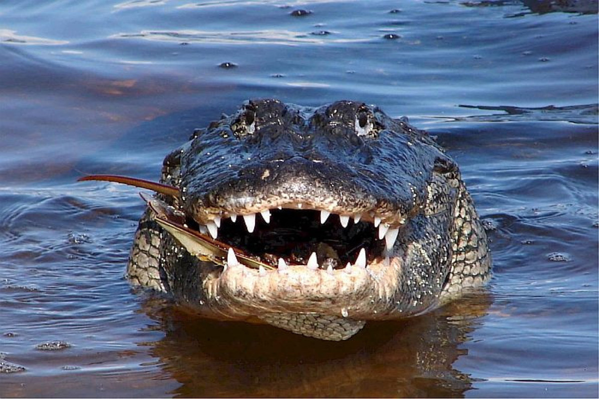В Малайзии гигантский крокодил растерзал женщину на глазах у ее близких