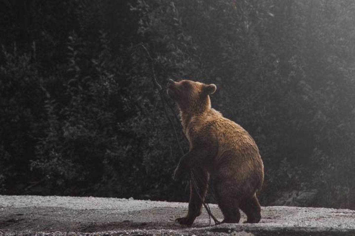 Живодеры расстреляли медвежонка -ВИДЕО 