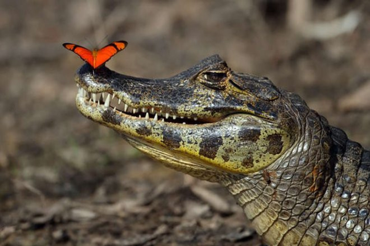 Ученые: вымирание крокодилов приведет к экологической катастрофе