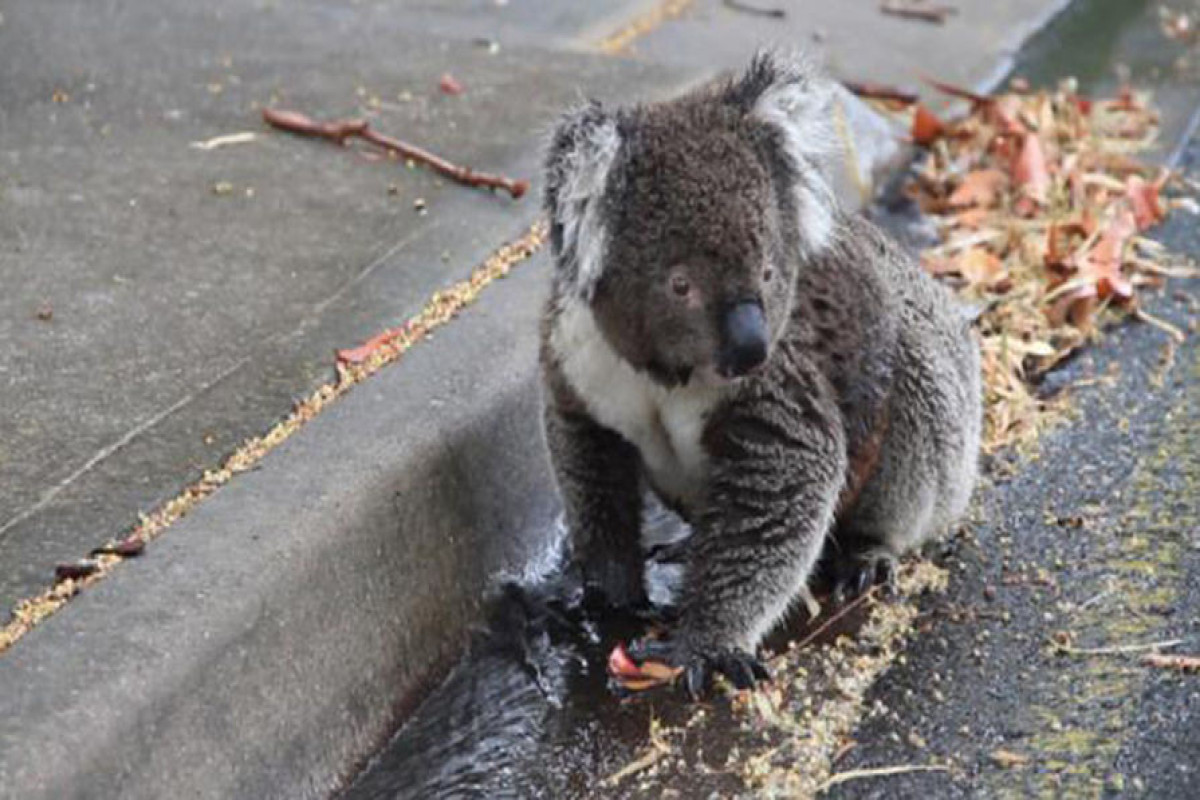 В Австралии женщина подверглась нападению коалы-ВИДЕО 