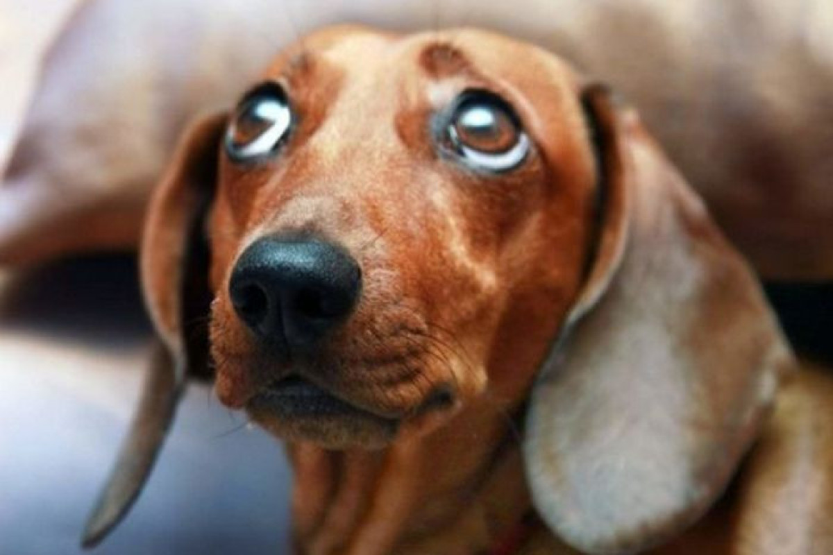 Российские живодеры растерзали собаку для съедения на глазах у детей