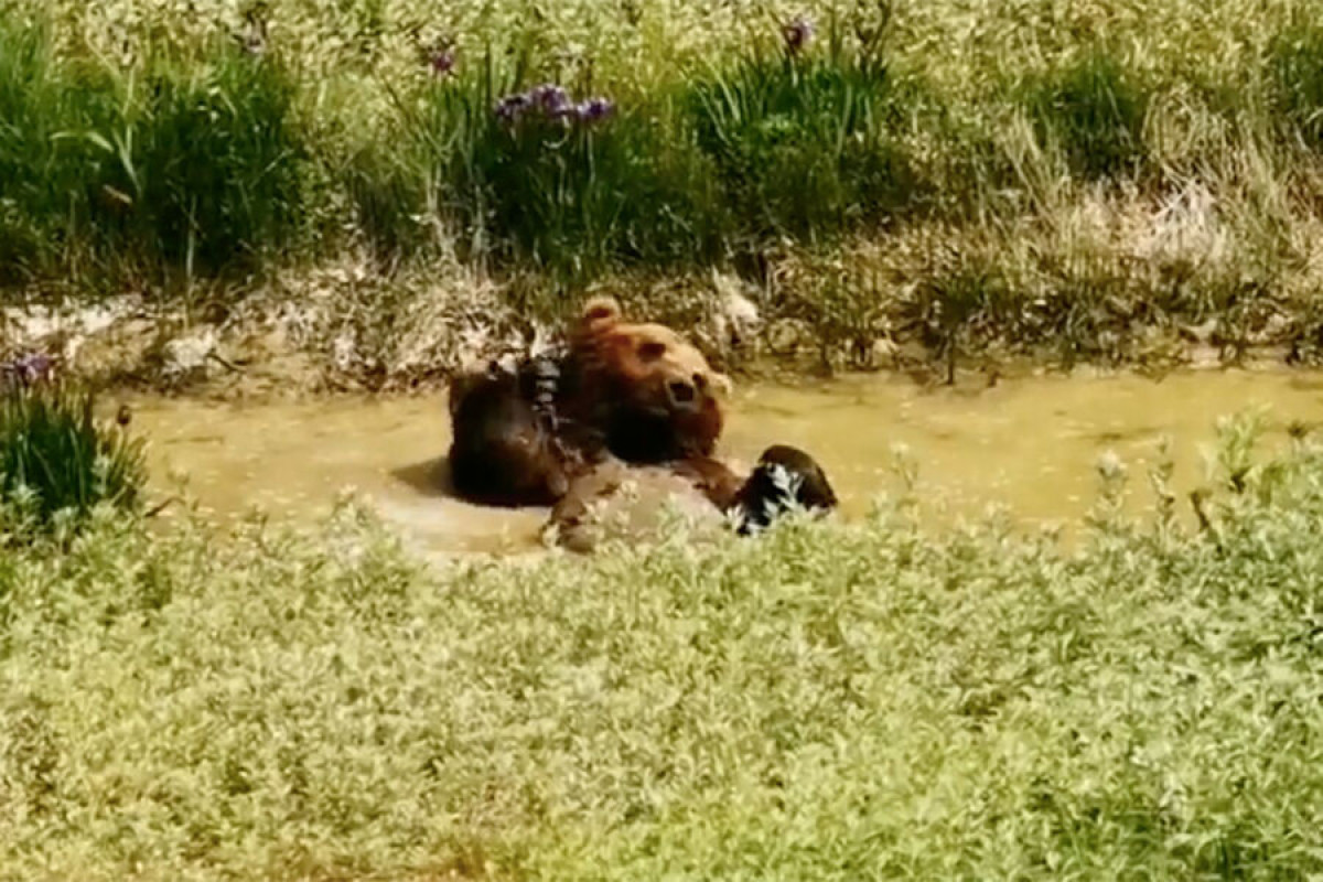 На Сахалине медведь несколько дней ел убитых им женщину и мужчину