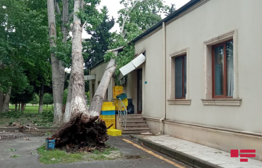 Сильный ветер оставил без света несколько сел в северном регионе Азербайджана