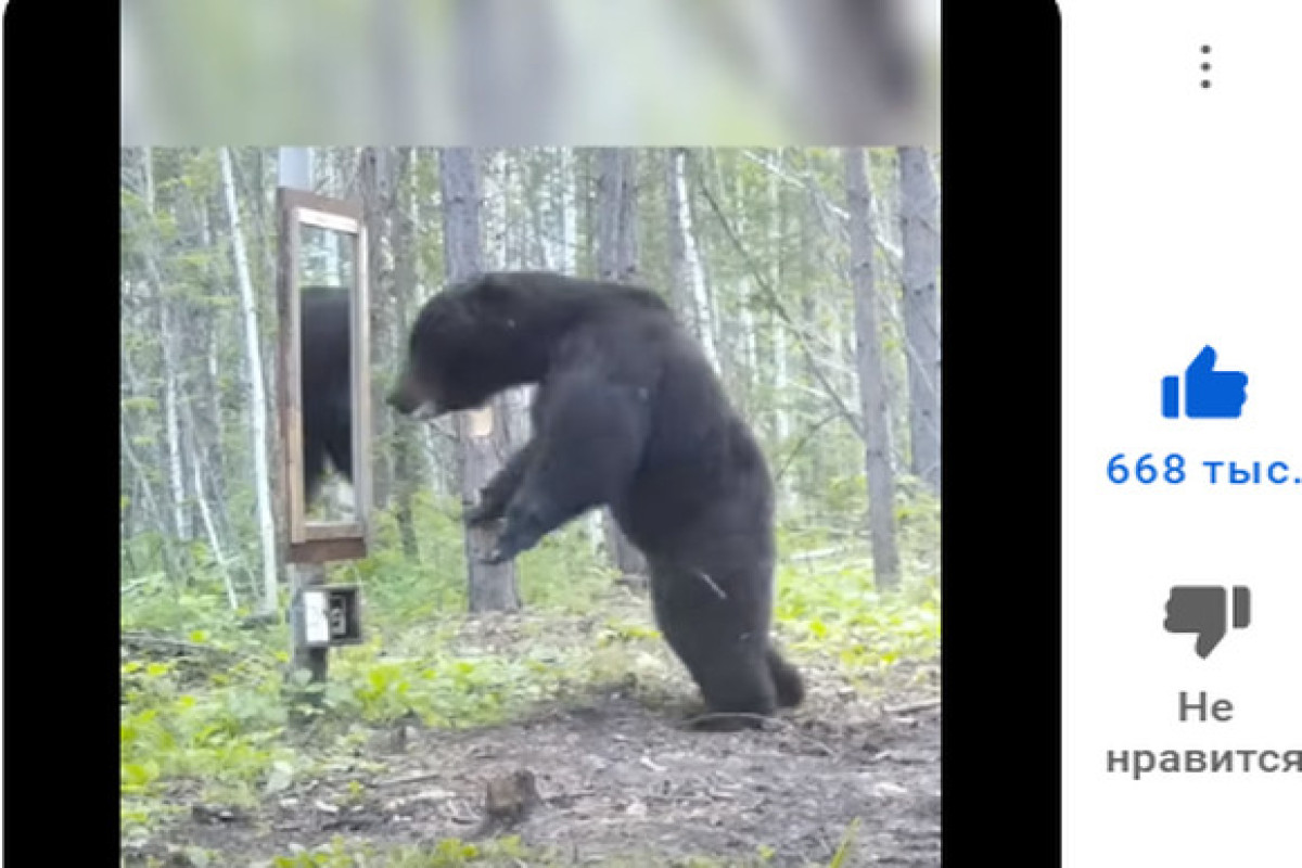 Медведь, нашедший зеркало в лесу, насмешил 20 млн человек за 15 секунд-ВИДЕО 