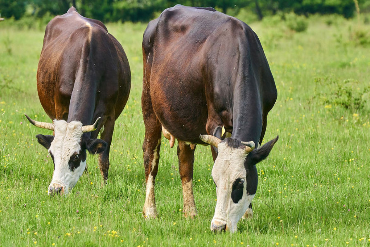 Британка чудом уцелела: во время прогулки на нее напало стадо коров