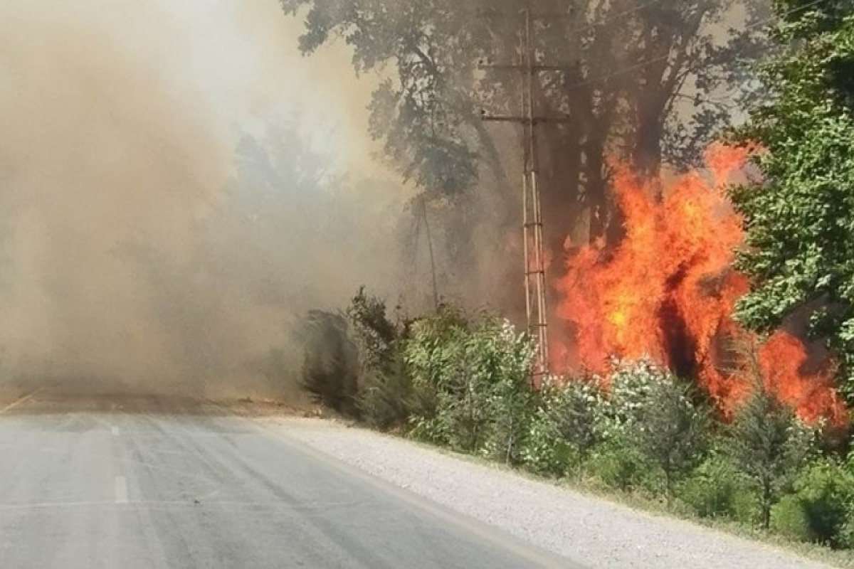 В лесополосе вдоль трассы Хачмаз –Худат начался пожар, движение частично ограничено-ФОТО 
