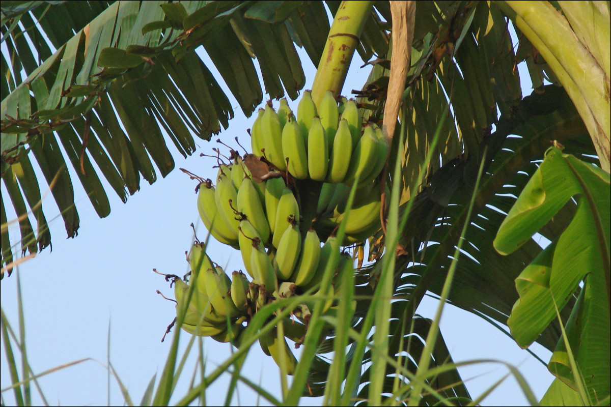 Во Франции в банане обнаружили канцероген - ЭТЕФОН  