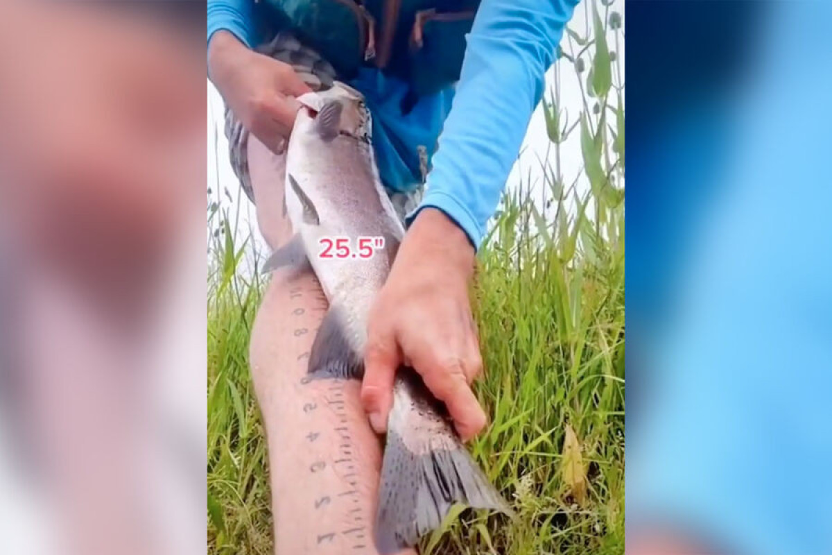 Рыбак сделал на ноге татуировку линейки, чтобы всегда иметь возможность измерить улов