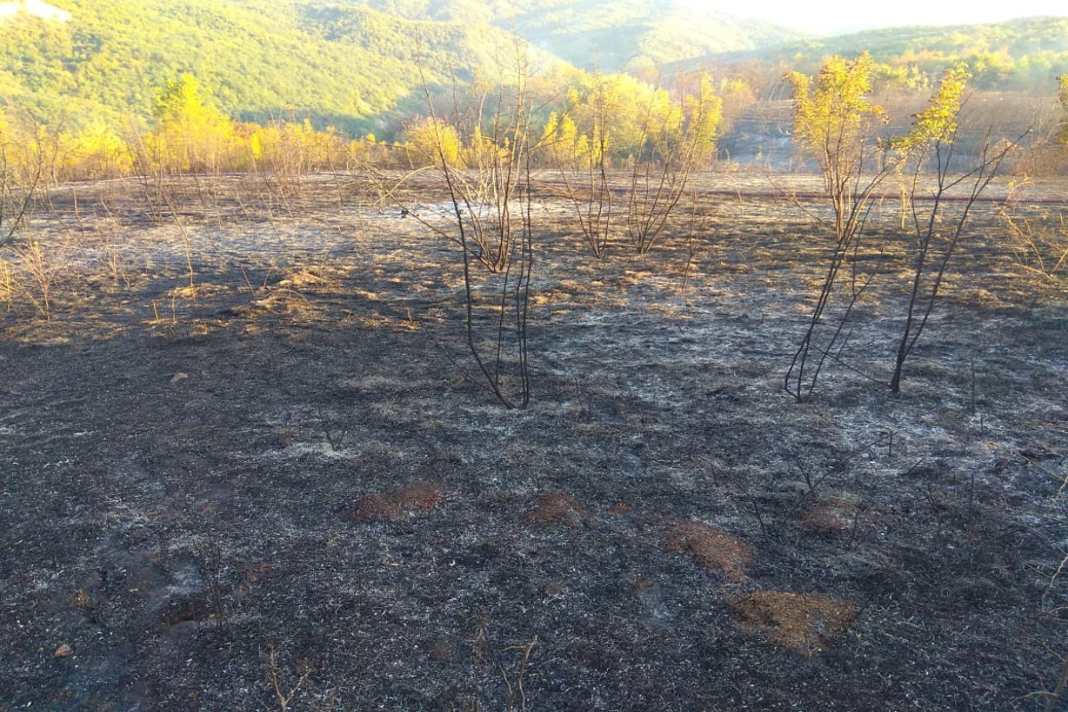 В Исмаиллы загорелся лес-ВИДЕО 