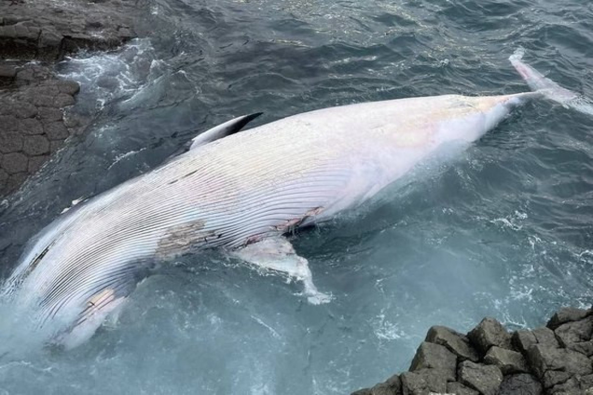 Мёртвого кита вынесло к побережью на Кунашире-ФОТО 