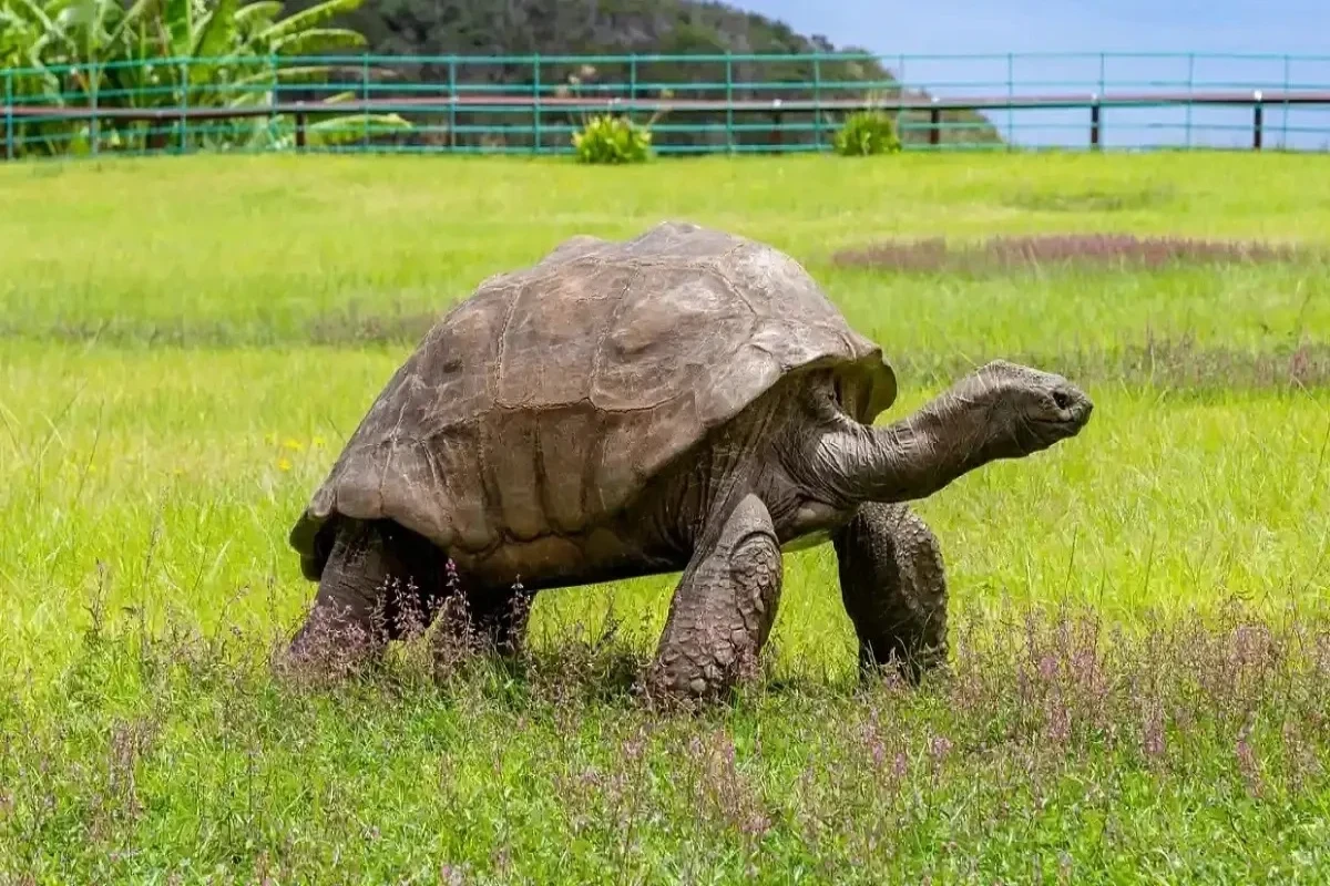 На острове Святой Елены отметили 190-летний юбилей самой старой черепахи в мире