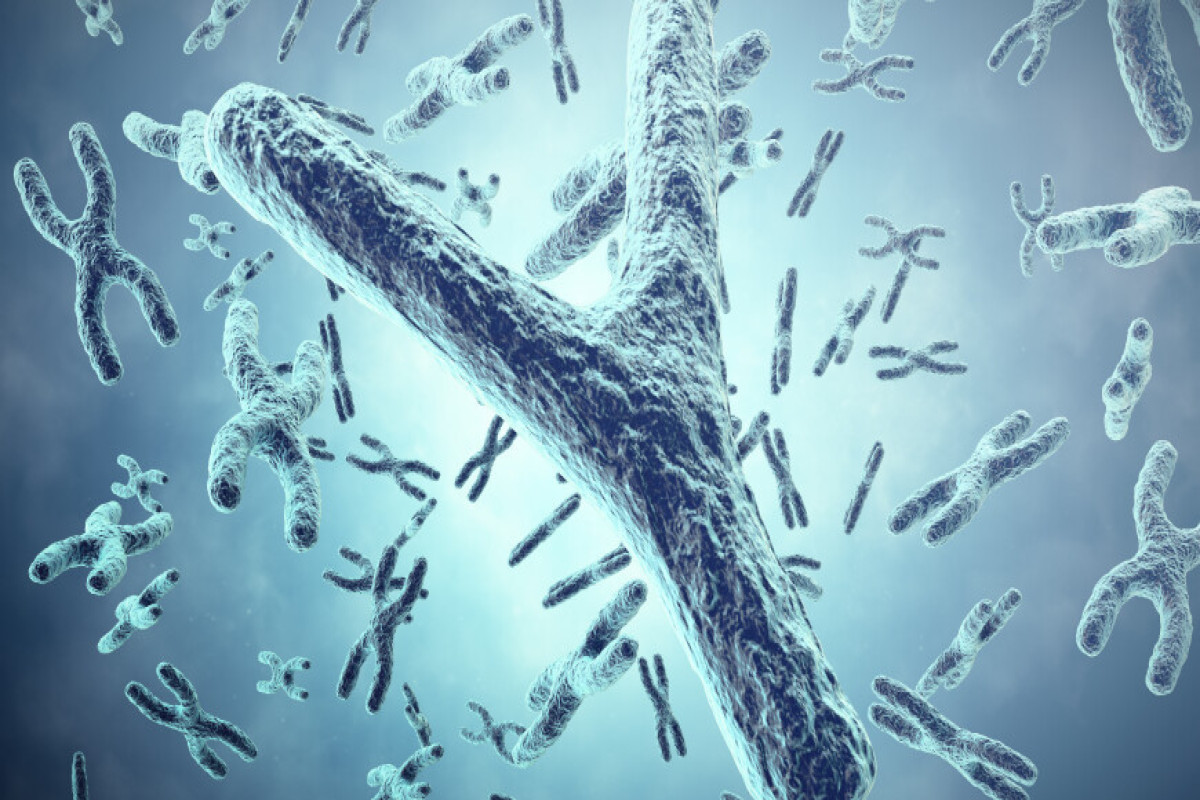 Исчезновение Y-хромосомы: Ученые назвали новую возможную причину вымирания человечества