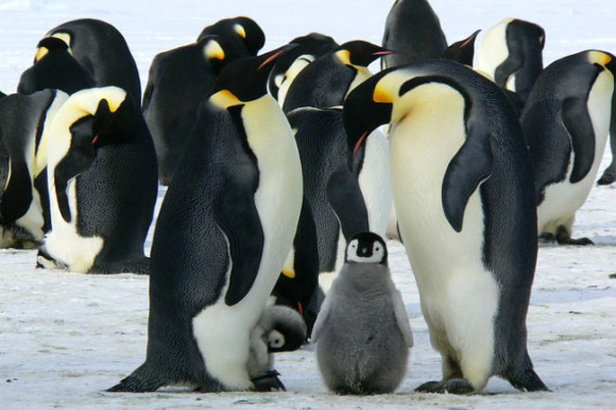 Ученые: К 2100 году в Антарктиде могут исчезнуть практически все животные