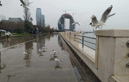 В Баку местами туман и моросящий дождь - ПРОГНОЗ ПОГОДЫ 