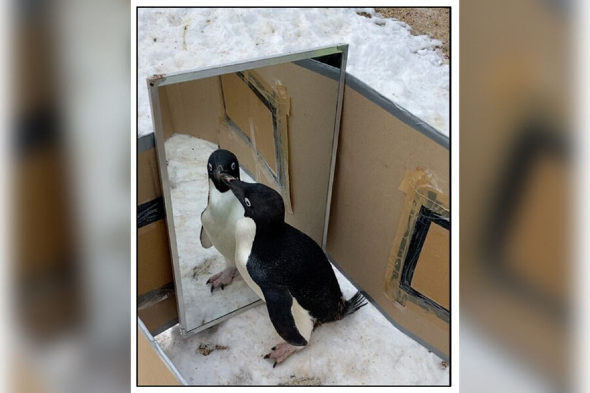 Пингвины продемонстрировали наличие самосознания в зеркальном тесте
