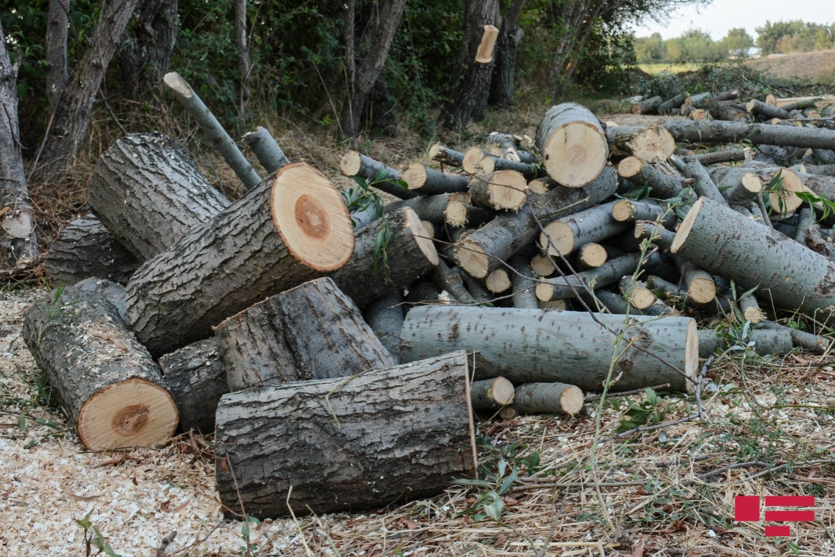 В Азербайджане не будут наказывать за вырубку деревьев на землях сельскозназначения