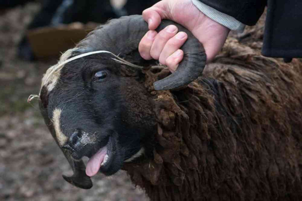В Азербайджане задержан похититель овец