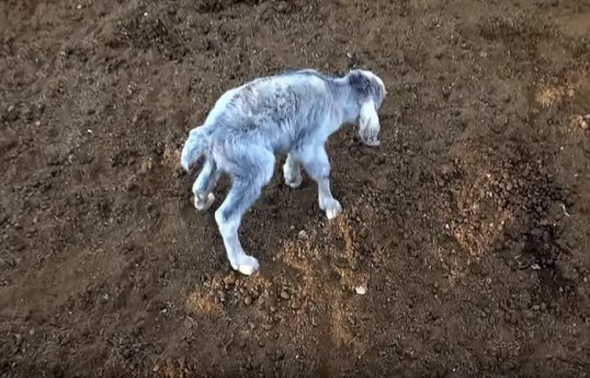 В Турции родился козленок-мутант с двумя глазами в одной глазнице
-ФОТО 