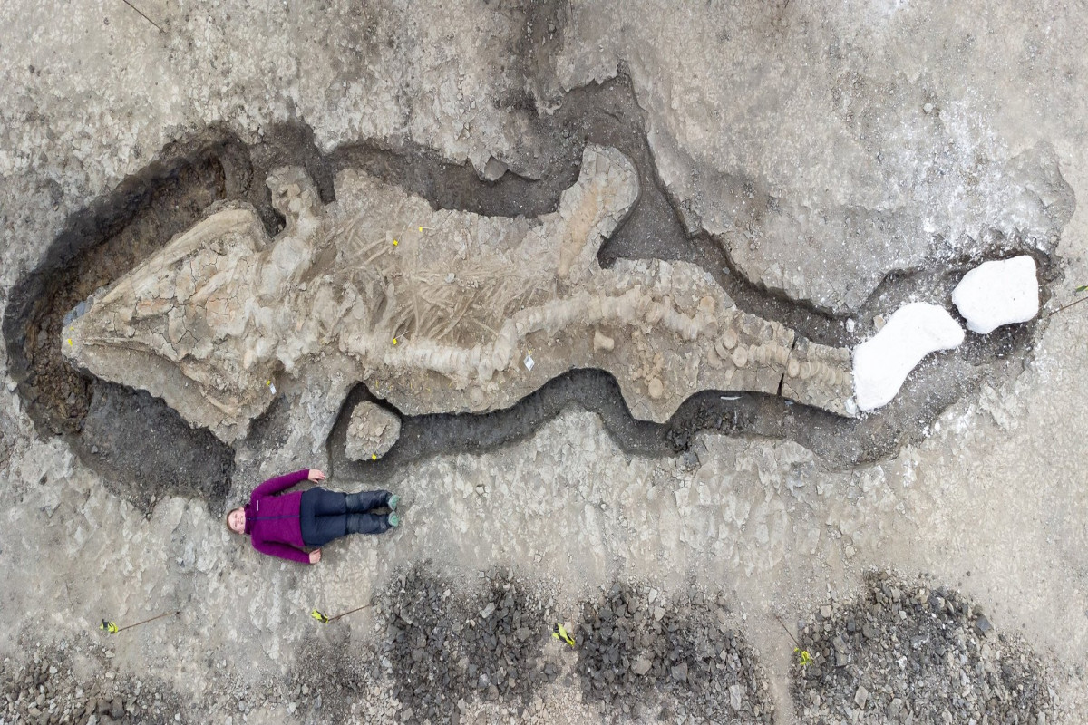 Ученые нашли останки огромного «морского дракона», которым около 180 миллионов лет-ФОТО 