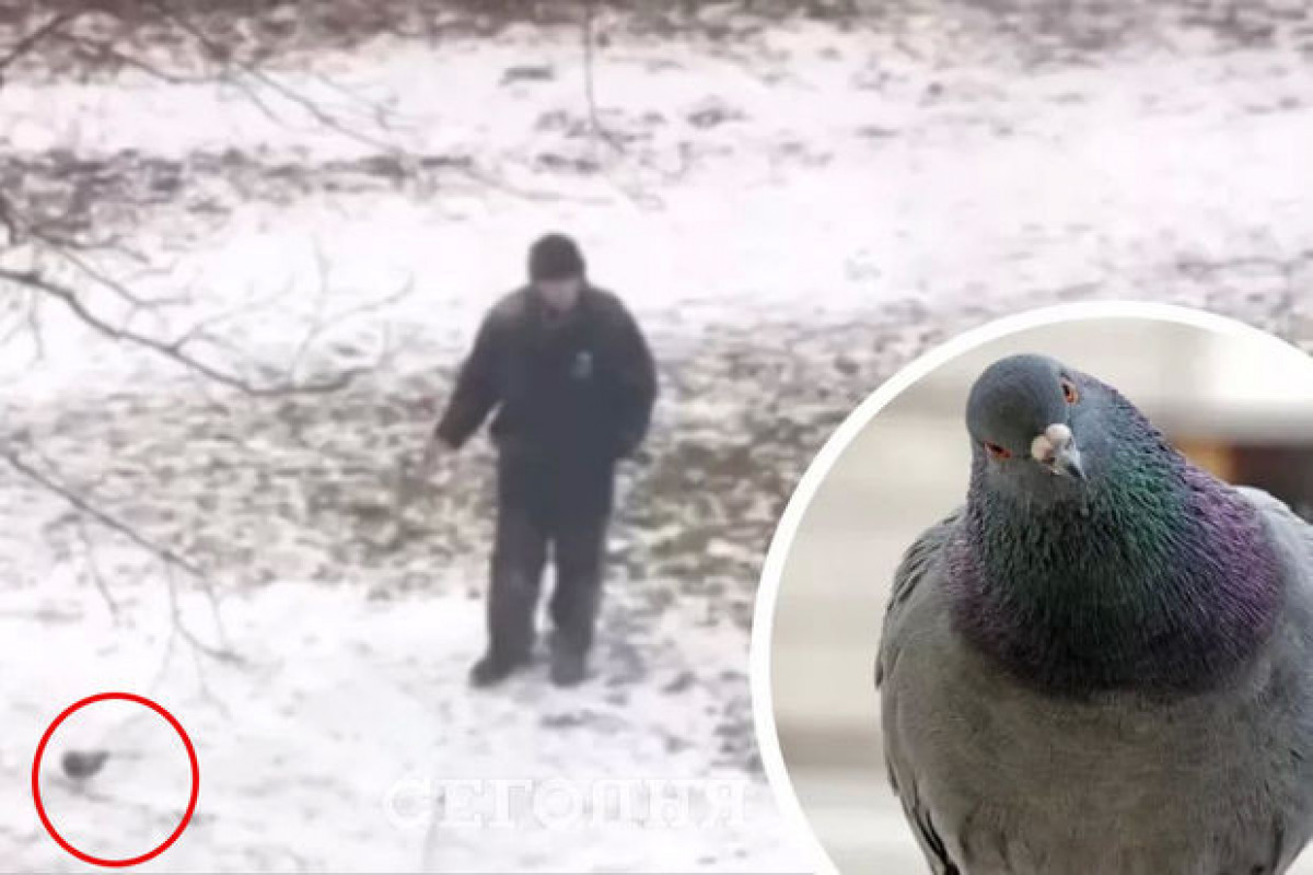 В Киеве мужчина выгуливал голубя на поводке-ВИДЕО 