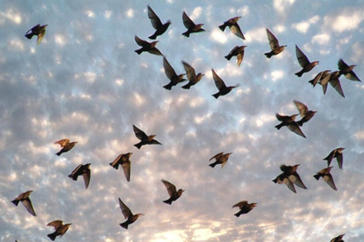 Минэкологии: В Азербайджане наблюдать за перелетными птицами можно до конца марта