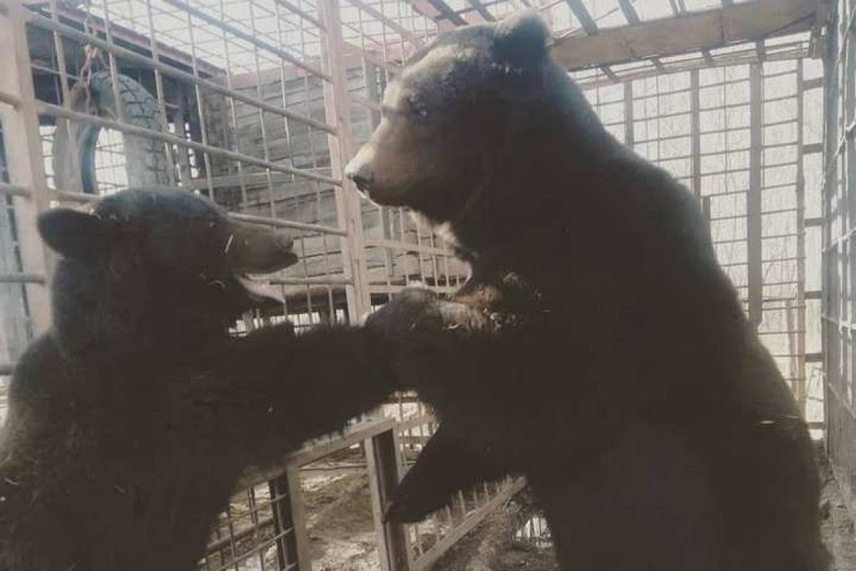 Россиянин «усыновил» медведя, нашел ему невесту и дождался «внуков»-медвежат