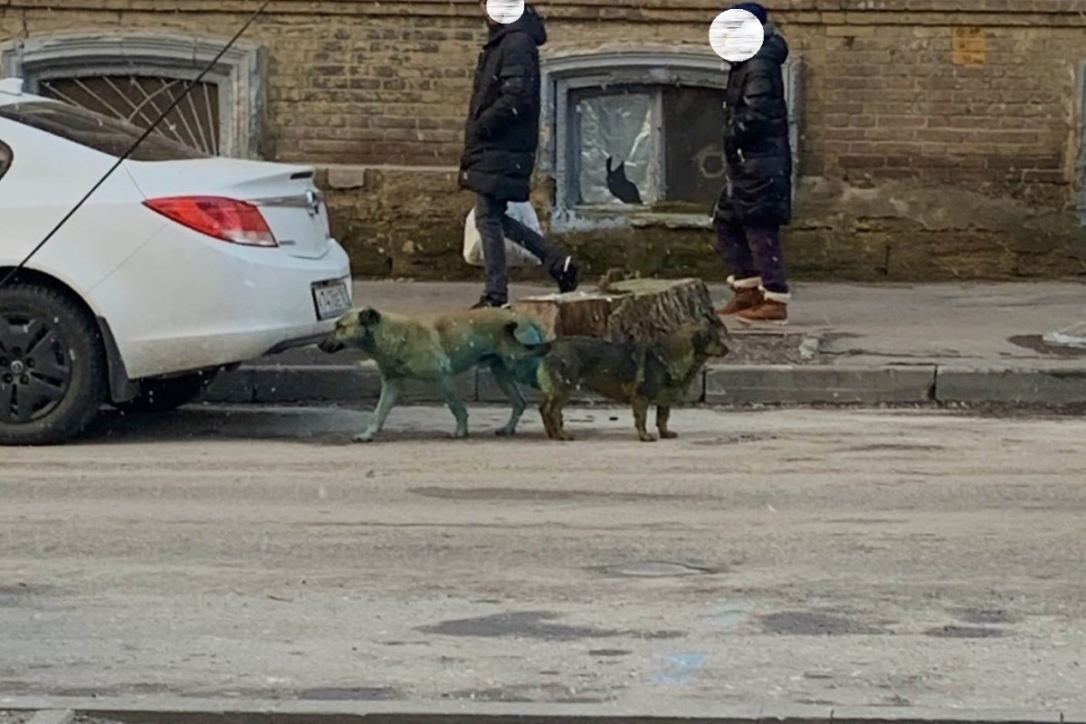 Синих собак заметили на улицах Ростова-на-Дону