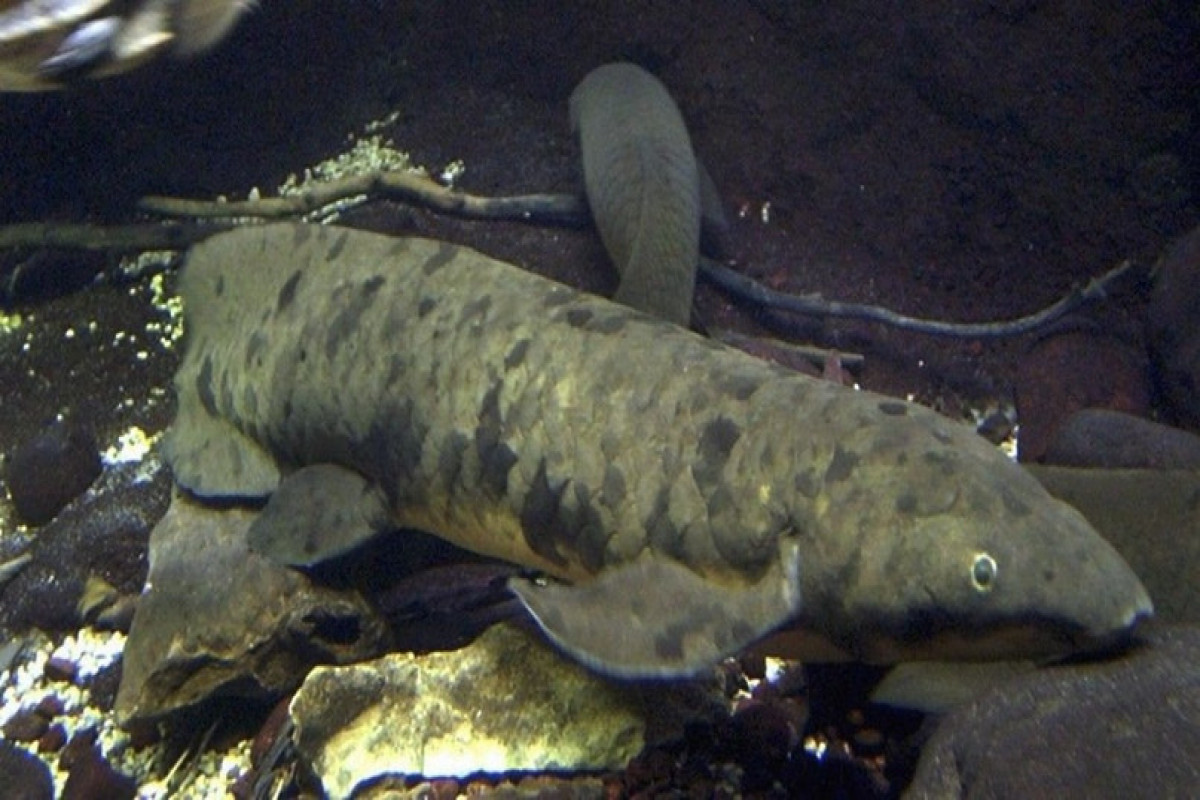 Старейшая аквариумная рыбка прожила в аквариуме 90 лет