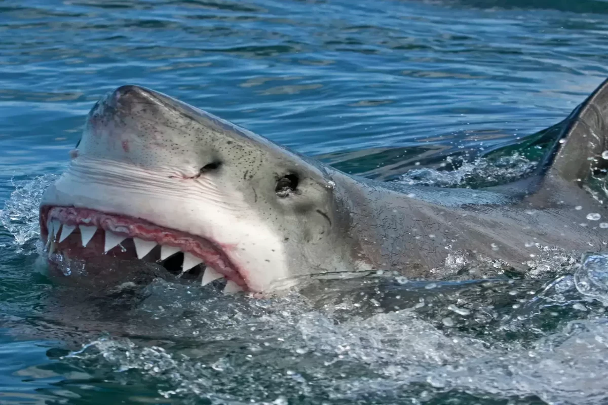 Очевидец рассказал подробности нападения акулы-людоеда на туристку