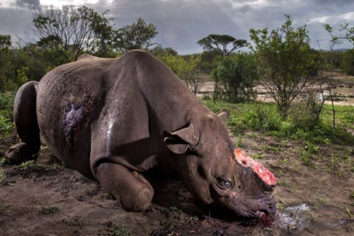 В Намибии арестовали 11 человек, подозреваемых в убийстве 11 носорогов
