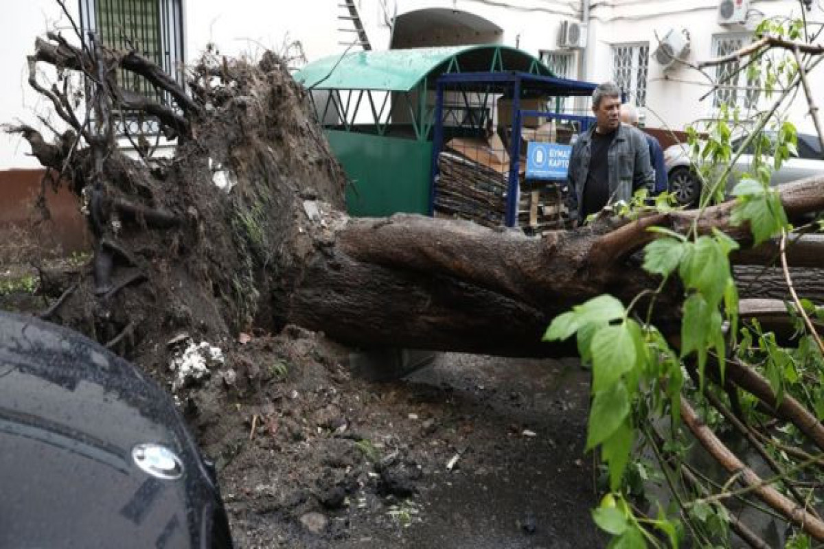Мужчина погиб при падении дерева во время урагана в Москве-ВИДЕО 