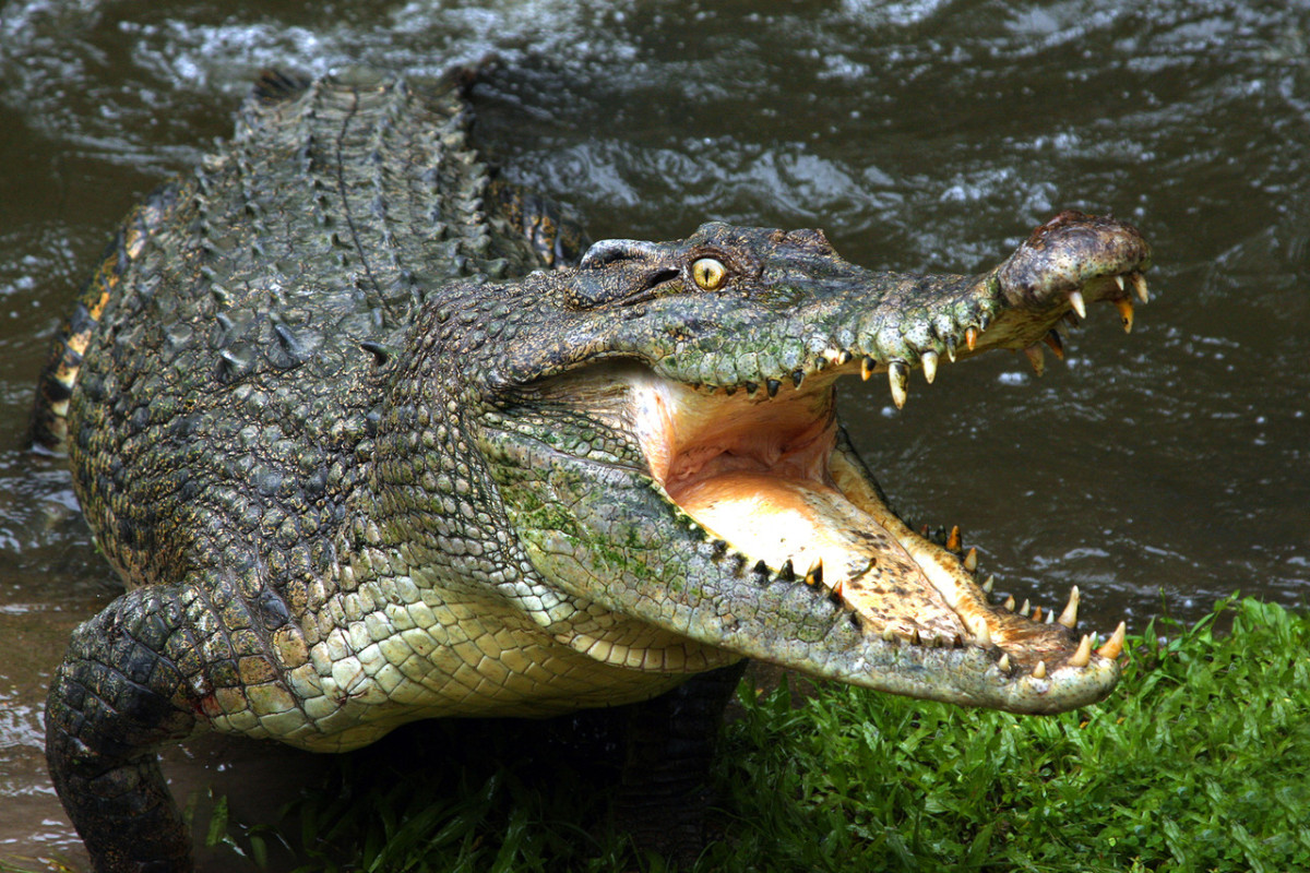 Огромный крокодил проглотил десятилетнего мальчика