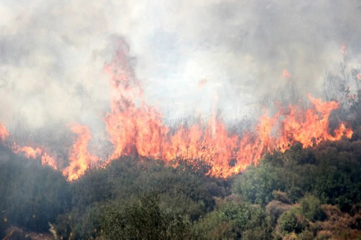 В турецкой провинции эвакуируют людей из-за лесного пожара