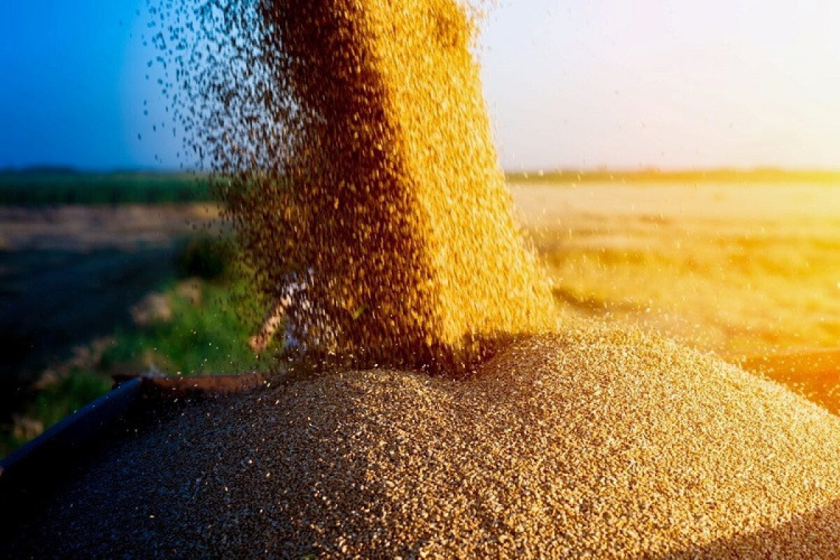 Казахстан намерен увеличить объем экспорта зерна в Азербайджан