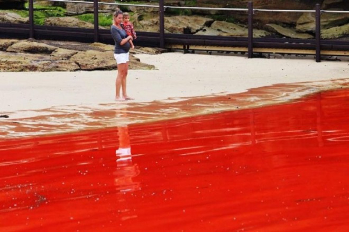 На популярном российском курорте Черное море окрасилось в кровавый цвет-ВИДЕО 