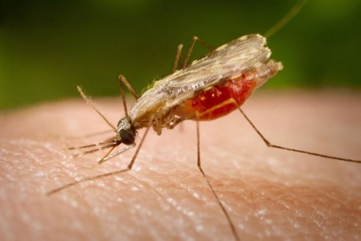 В Китае мертвый комар помог найти преступника