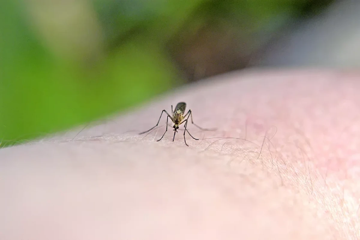 Названа самая привлекательная группа крови для комаров