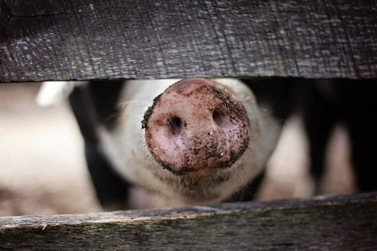 В России выросло до 34 число очагов африканской чумы свиней