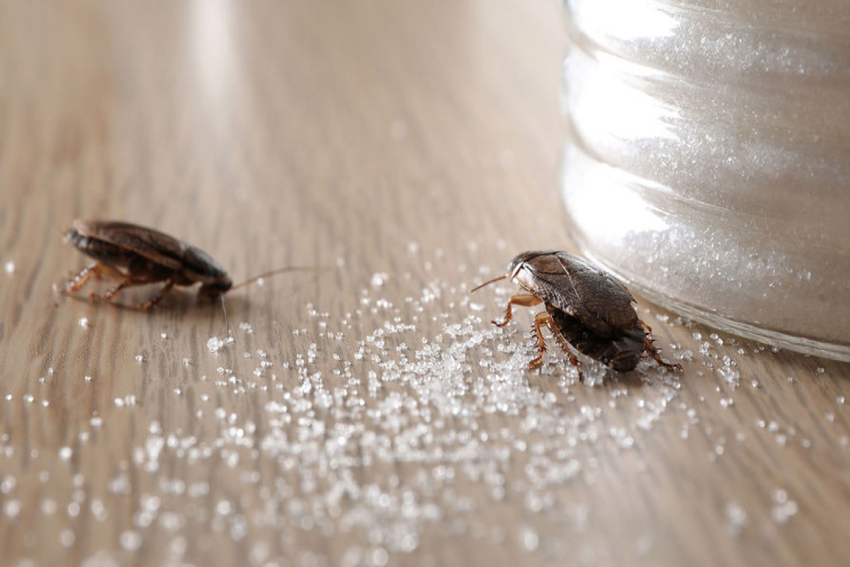 Стало известно, как избавиться от тараканов в доме