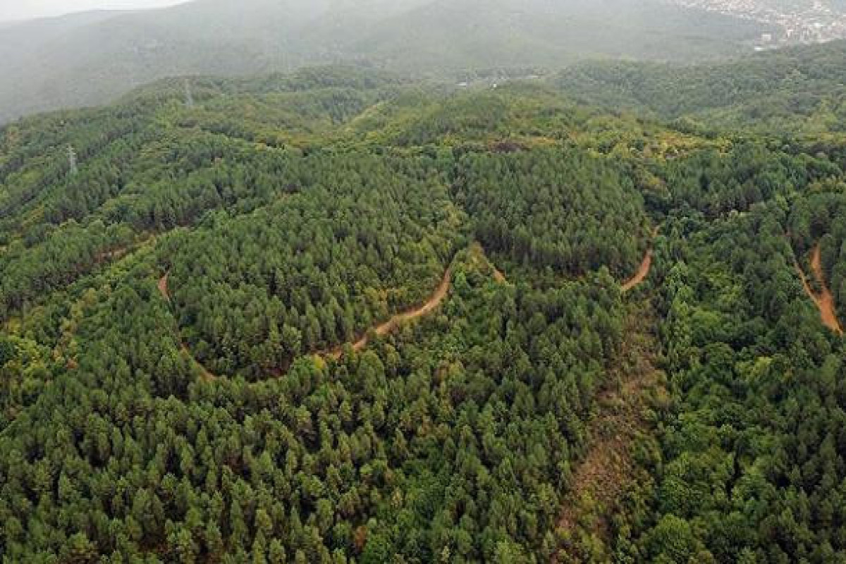 В Турции ввели запрет на посещение лесов