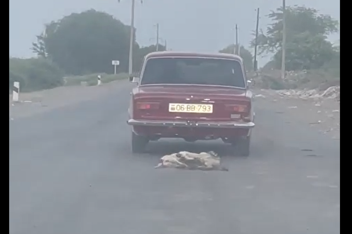 В Азербайджане водитель автомобиля решил жестоко поиздеваться над животными-ВИДЕО 