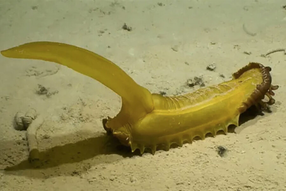 Биологи обнаружили в океане 30 новых видов животных на глубине четырех километров